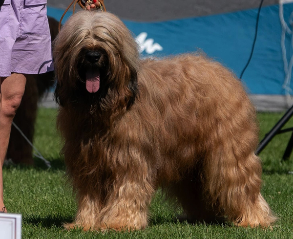 briard_uras_tadeusz_1