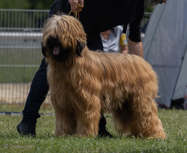 briard_uras_tadeusz_2