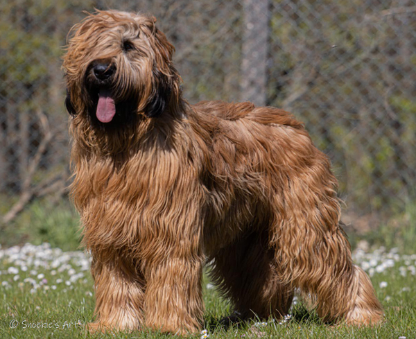 briard_uras_tadeusz_3