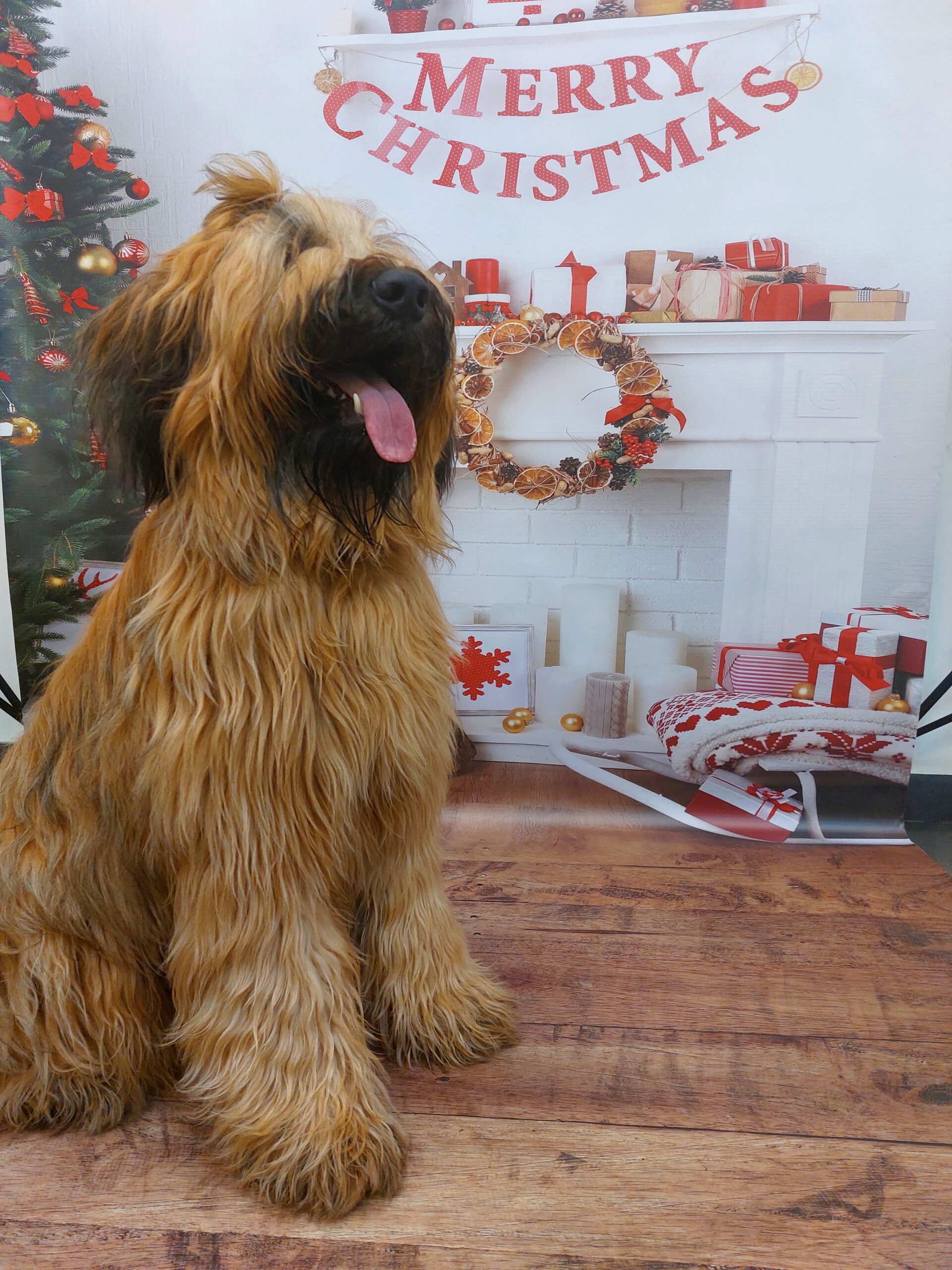 Briard świąteczne zdjęcie