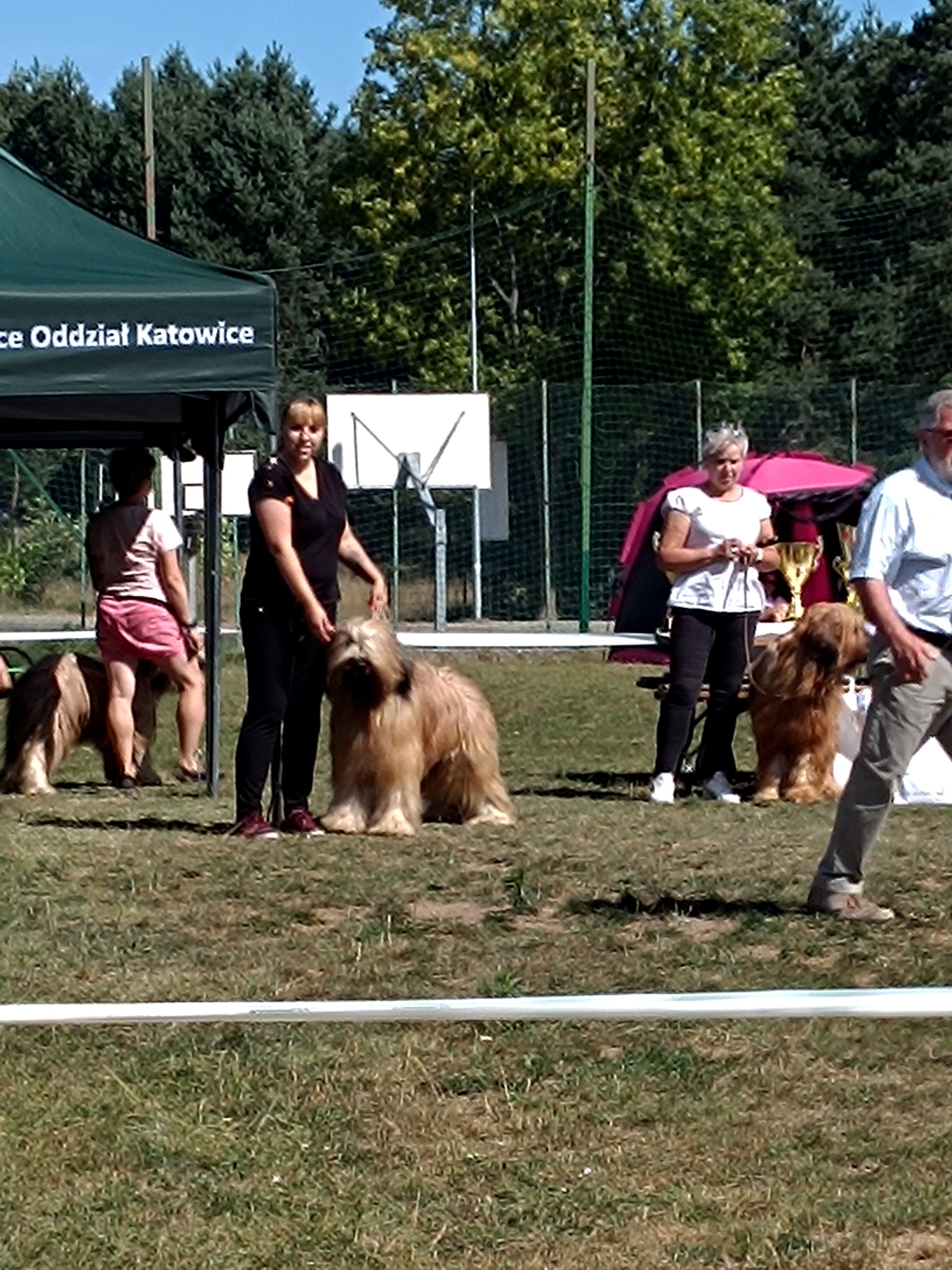 briard_dog_show (1) briard_dog_show (1)