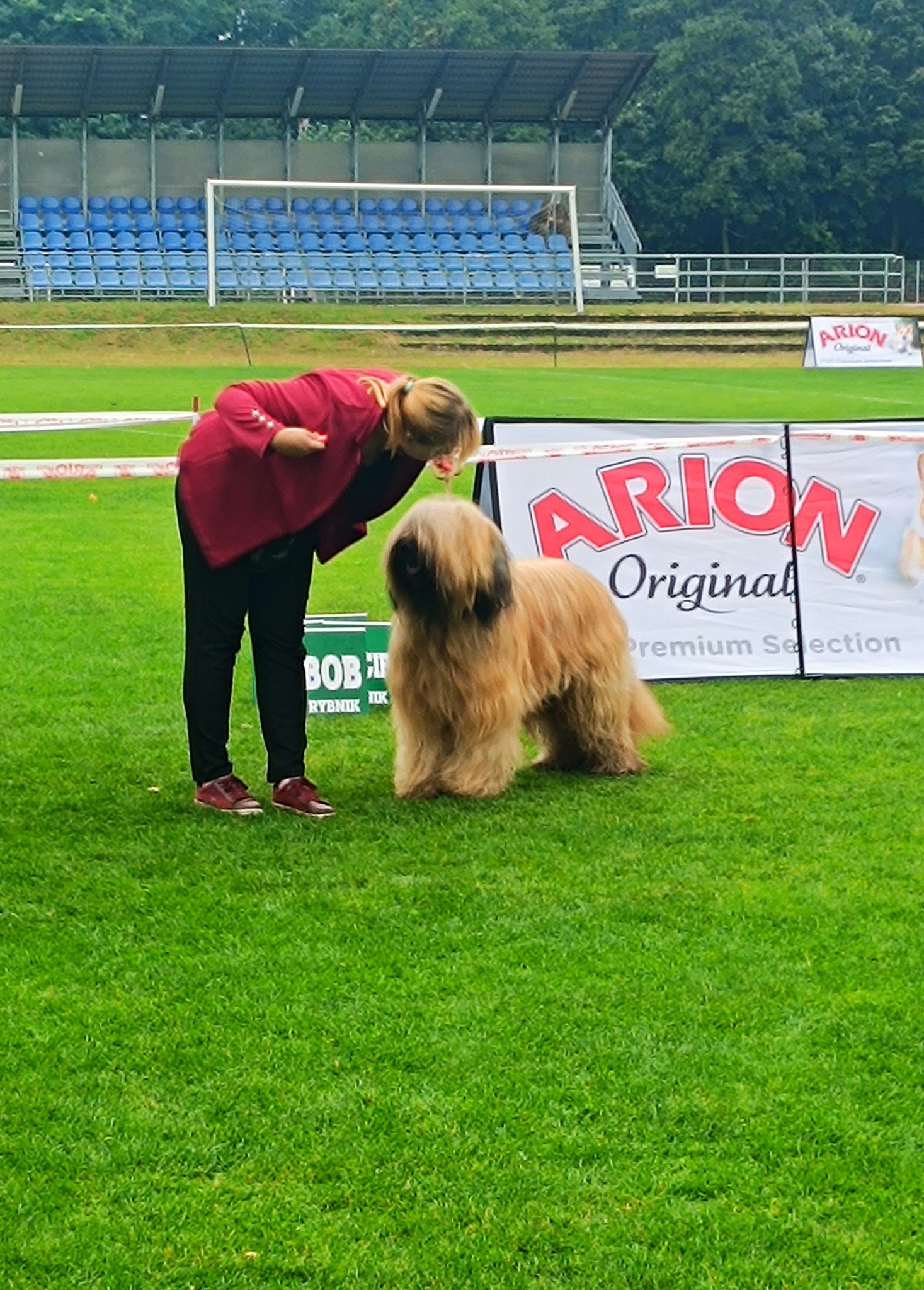 briard_dog_show (2) briard_dog_show (2)