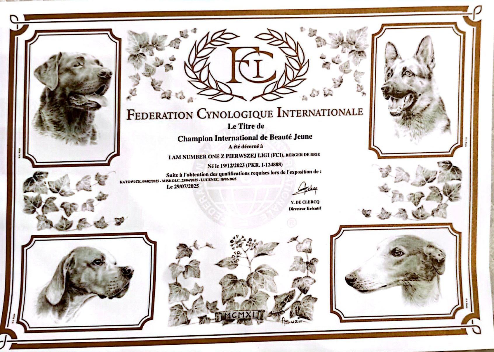 briard_dog_show (38)