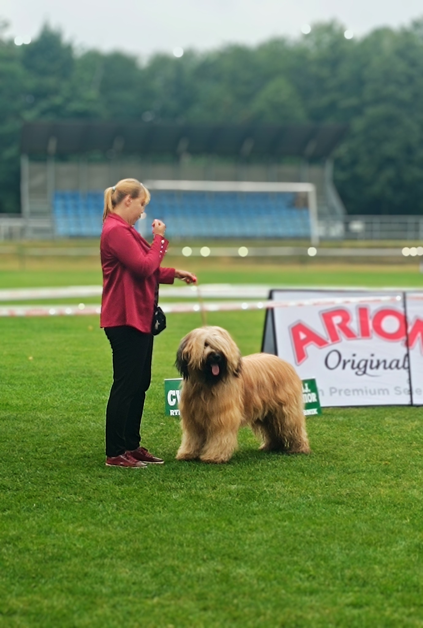 briard_dog_show (41) briard_dog_show (41)