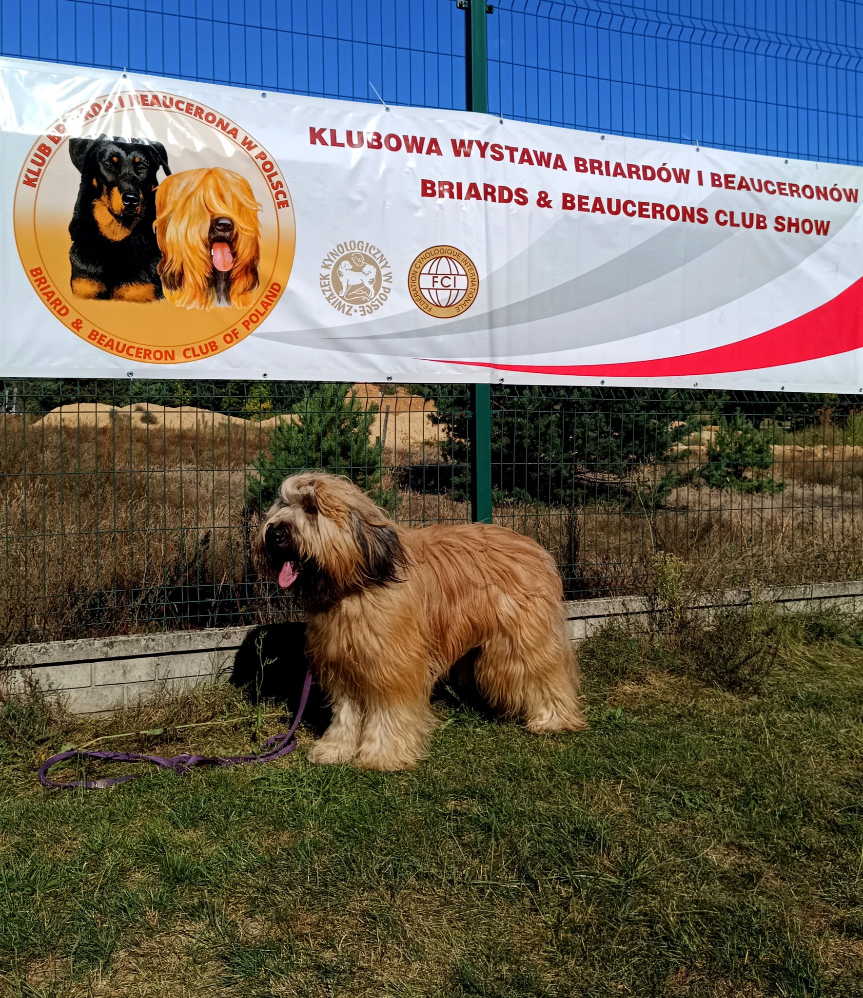 briard_dog_show (43) briard_dog_show (43)