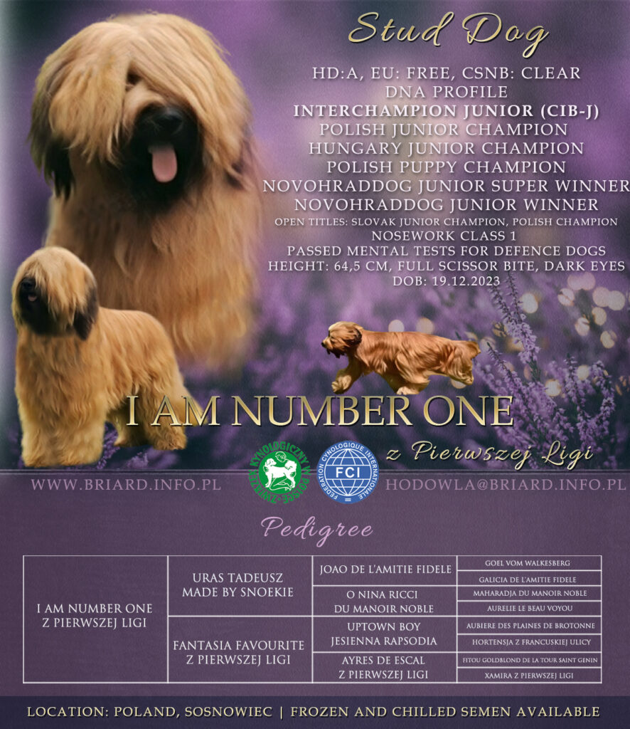 briard_stud_dog_shaggy